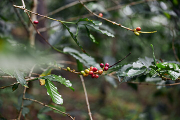African worker is gathering coffee beans on plantation in bushy wood