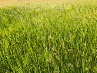 Blooming wild bromus madritensis, foxtail brome plants, on a picturesque summer meadow. Different greening herb sway in the wind. Idyllic rural nature scene, green spring field. Countryside grassland