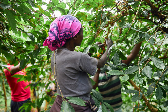 African worker is gathering coffee beans on plantation in bushy wood