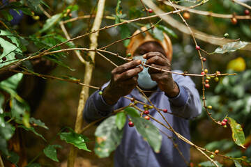 African worker is gathering coffee beans on plantation in bushy wood