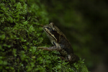 Frog in the forest sitting on moss