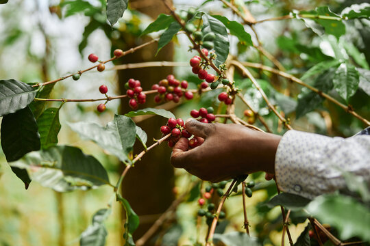 African worker is gathering coffee beans on plantation in bushy wood