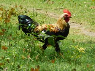 Closeup shot of a cock walking on grass