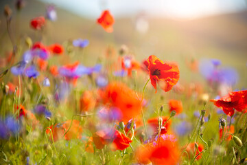 Field of blooming poppies and other wild flowers in summer