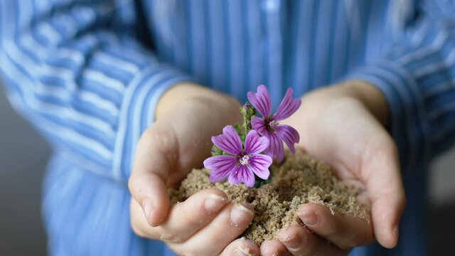 Crop gardener with blooming Malva growing in ground