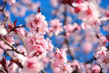 Pink flowers against blue background