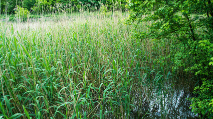 grass and water