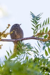 spotted flycatcher on a tree branch