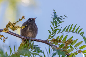 spotted flycatcher on a tree branch