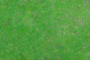 Top view of Green grass for textures and backgrounds.