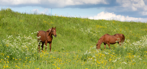 brown horses graze in green grassy meadow near many white spring flowers