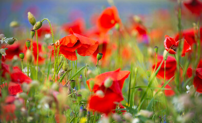 Field of blooming poppies and other wild flowers in summer