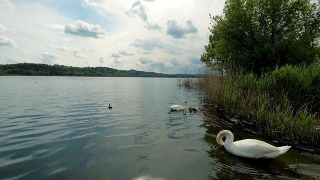 Swans on Lake Varese Italy