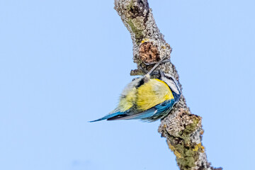 blue tit on a tree branch