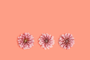 Dahlia flower heads on a coral color background. Decorative plant with copyspace.
