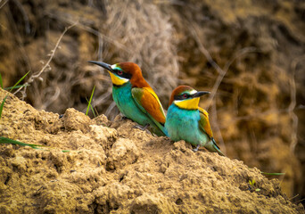 A pair of European bee-eater or Merops apiaster birds sit on the side of a ravine