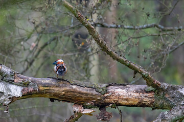 Ein Mandarinentenerpel sitzt auf einem Baumstamm