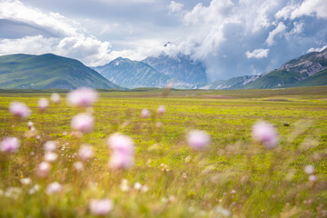 Field of blooming wild flowers in summer