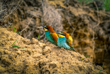 A pair of European bee-eater or Merops apiaster birds sit on the side of a ravine