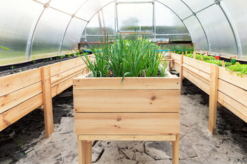 DIY wooden pallet with riased garden bed and growing green fresh organic homegrown scallions and...