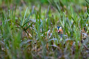 Eine Mandarinente gut verborgen in der Ufervegetation eines Gewässers
