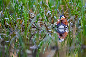 Eine Mandarinente gut verborgen in der Ufervegetation eines Gewässers