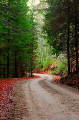 Fototapeta premium Path of pine and green fir forest in late autumn with leaves covering the ground.