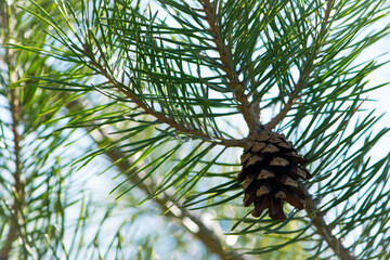 Pinus. Isolated pine. Pine branch with cones isolated on light natural background. coniferous tree branch in a forest or park, close-up