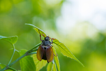 Melolontha. Cockchafer Melolontha Scarabaeidae, crawling on green leaves in natural environment. a large insect in the wild. garden pest. May beetle sits on leaves. isolated, natural background, macro