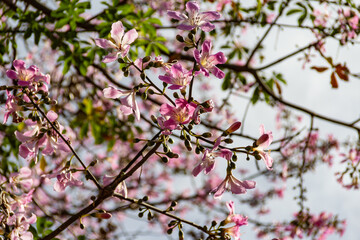Alguns galhos floridos de árvore chamada 