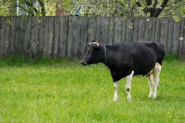 Fototapeta premium cow. Dairy cow in the pasture. black young cow, stands on green grass. spring day. milk farm. home animal. cattle. the cow is grazing in the meadow. close-up. animal near the house