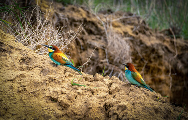 A pair of European bee-eater or Merops apiaster birds sit on the side of a ravine