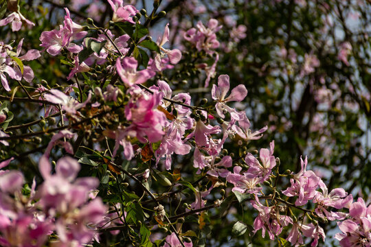Alguns galhos floridos de &aacute;rvore chamada "barriguda". Ceiba speciosa.
