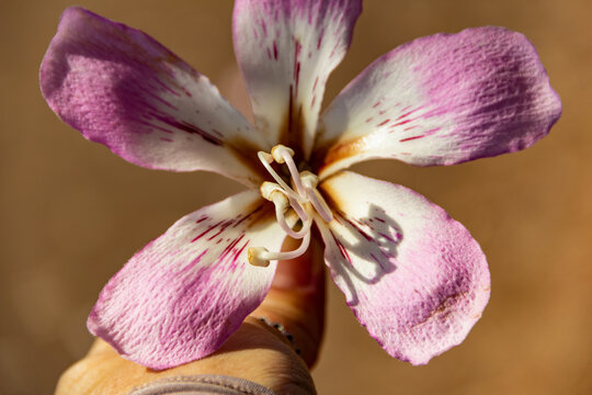 M&atilde;o de uma pessoa segurando uma flor da &aacute;rvore chamada "barriguda". Ceiba speciosa.