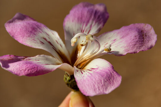 M&atilde;o de uma pessoa segurando uma flor da &aacute;rvore chamada "barriguda". Ceiba speciosa.