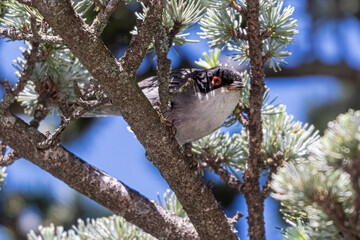 Sardinian Warbler on a tree branch