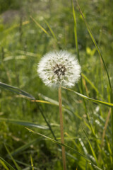 아름다운 민들레 홀씨