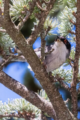 Sardinian Warbler on a tree branch