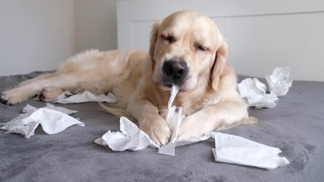 the dog on the bed gnaws at white napkins from excitement or play. the golden retriever has made a mess in the bedroom. Pets alone at home concept.