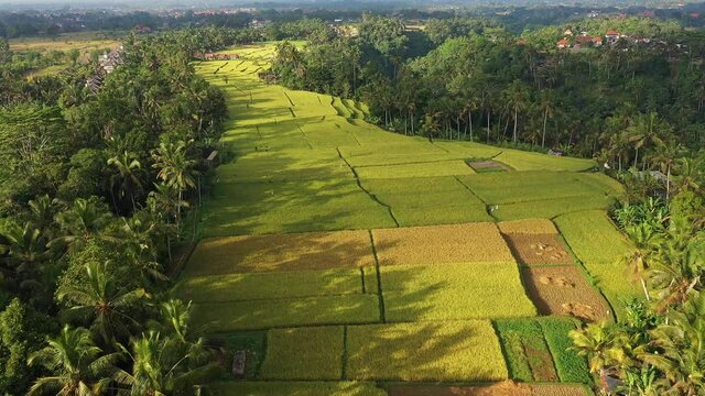 Aerial drone footage of the dramatic rice paddies in terraces ready for harvest near Ubud in Bali, Indonesia. Shot with a forward and tilt down motion in early morning