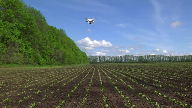 drone flying over a field of young sugar beet