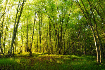Fototapeta premium Forest in sunset light.