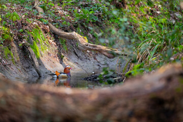 Eine Mandarinente im Bachlauf