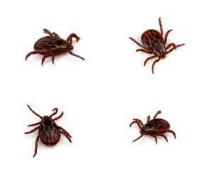 Tick isolated on white background