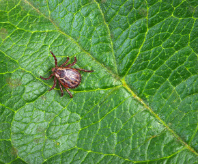 Tick insect on a green plant