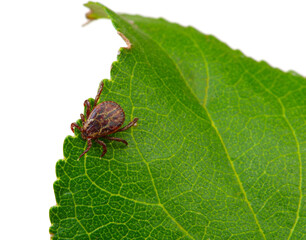 Tick insect sitting on a green leaf