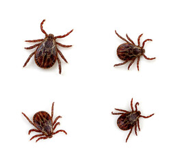Tick isolated on white background
