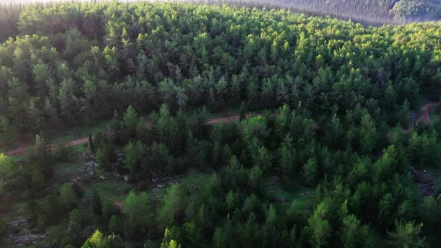 Aerial Descending Shot Of Pathway Amidst Forest On Sunny Day, Drone Flying Over Natural Landscape - Ben Shemen, Israel