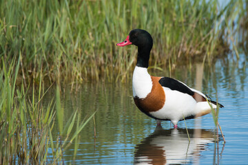Den Helder, the Netherlands. May 2021. Shelduck wades through a lake in search of food