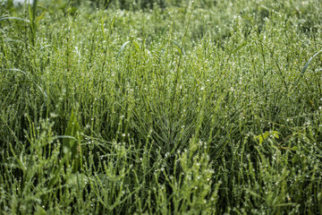 이슬 맺힌 영롱한 풀숲